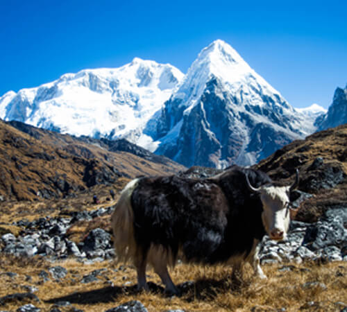 Kanchenjunga Base Camp Trek in Nepal