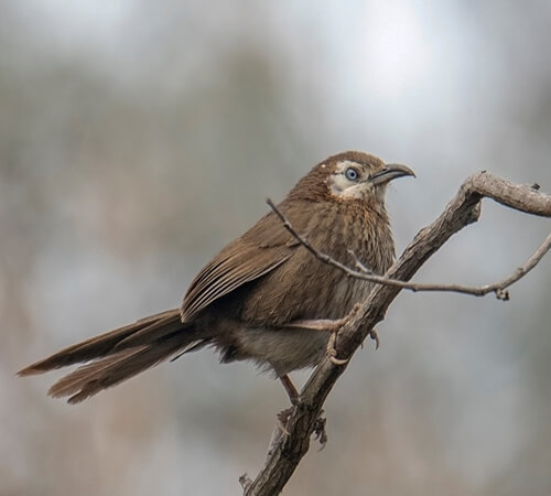 Nepal Bird Watching Tour