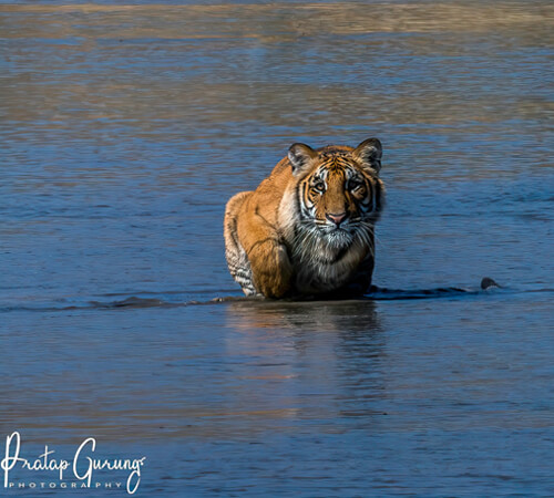 Chitwan Jungle Safari Tour