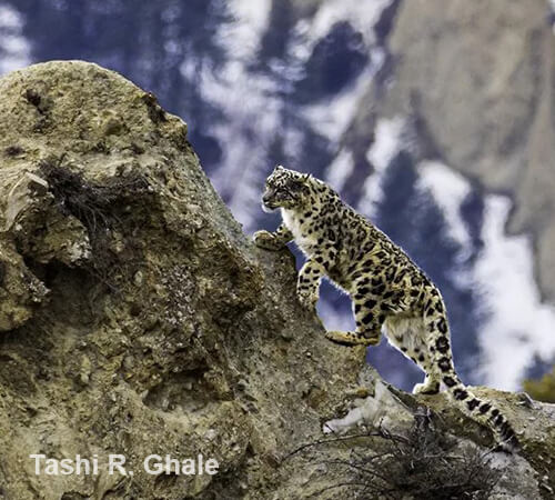 Snow Leopard Encounter in Manang