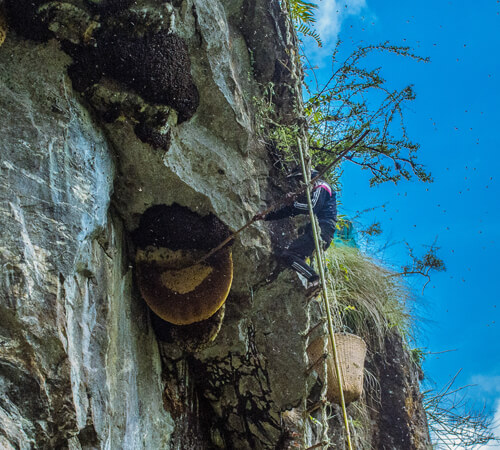 Honey Hunting in Nepal