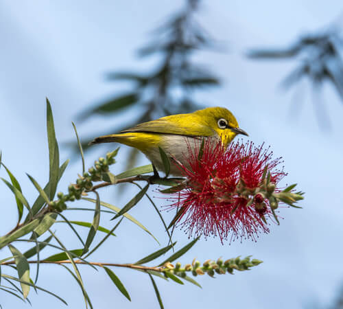 Bird Watching Around the Kathmandu Valley