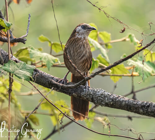 Bird Watching in Nepal